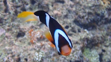 ダイビングショップ Sea Free（シーフリー）に投稿された画像（2020/8/6）