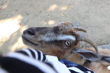 しろとり動物園に投稿された画像（2020/8/6）