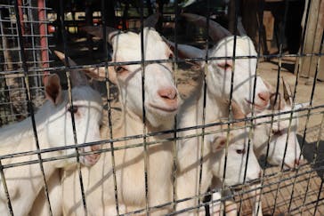 しろとり動物園に投稿された画像（2020/8/6）