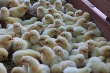 しろとり動物園に投稿された画像（2020/8/6）