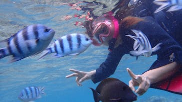 ダイビングショップ Sea Free（シーフリー）に投稿された画像（2020/8/6）