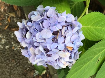 としまえんに投稿された画像（2020/8/6）