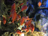 仙台うみの杜水族館に投稿された画像（2020/8/6）