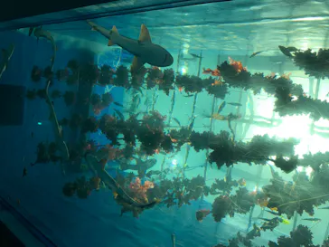仙台うみの杜水族館に投稿された画像（2020/8/6）