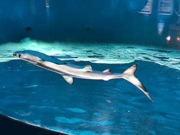 仙台うみの杜水族館に投稿された画像（2020/8/6）