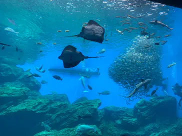 仙台うみの杜水族館に投稿された画像（2020/8/6）