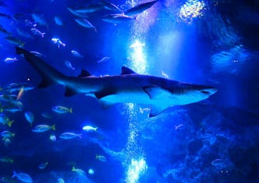 すみだ水族館に投稿された画像（2020/8/6）