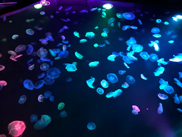 すみだ水族館に投稿された画像（2020/8/7）