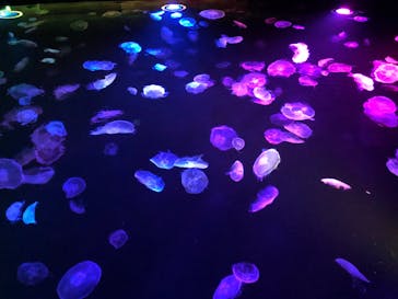 すみだ水族館に投稿された画像（2020/8/7）