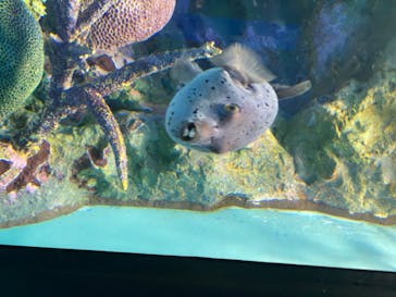 サンシャイン水族館に投稿された画像（2020/8/7）