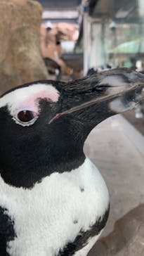 京都水族館に投稿された画像（2020/8/7）