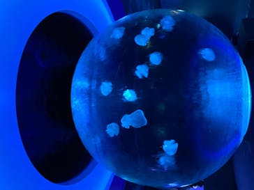 新江ノ島水族館に投稿された画像（2020/8/7）