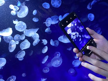 サンシャイン水族館に投稿された画像（2020/8/7）