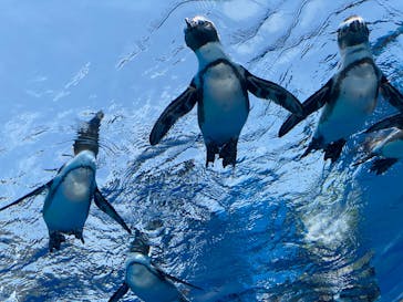 サンシャイン水族館に投稿された画像（2020/8/7）