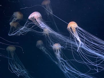 サンシャイン水族館に投稿された画像（2020/8/7）