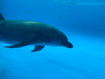 アクアワールド茨城県大洗水族館に投稿された画像（2020/8/7）