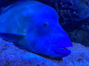 すみだ水族館に投稿された画像（2020/8/7）