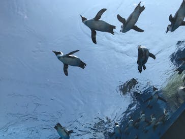 サンシャイン水族館に投稿された画像（2020/8/7）
