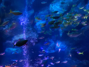 すみだ水族館に投稿された画像（2020/8/7）