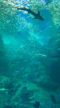 新江ノ島水族館に投稿された画像（2020/8/7）