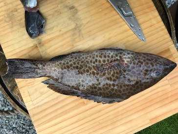 安良里漁港 係船釣りに投稿された画像（2020/8/7）