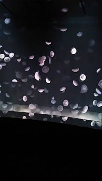 サンシャイン水族館に投稿された画像（2020/8/7）