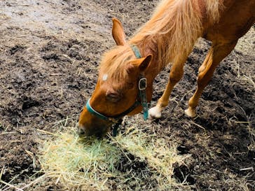 クリオステーブルに投稿された画像（2020/8/7）