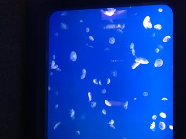 大分マリーンパレス水族館 「うみたまご」に投稿された画像（2020/8/7）