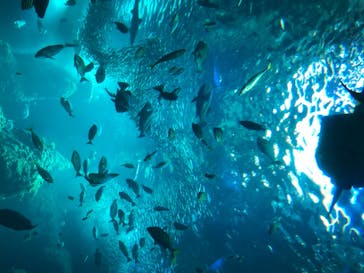 新江ノ島水族館に投稿された画像（2020/8/7）