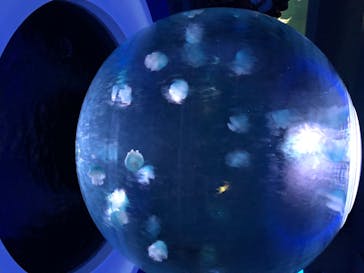 新江ノ島水族館に投稿された画像（2020/8/7）