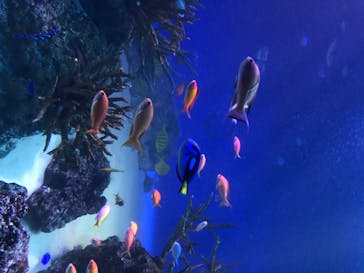 新江ノ島水族館に投稿された画像（2020/8/7）