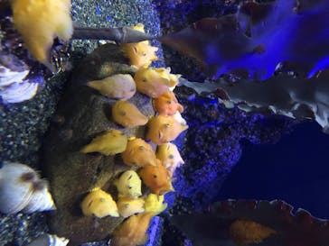 新江ノ島水族館に投稿された画像（2020/8/7）