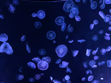 すみだ水族館に投稿された画像（2020/8/7）