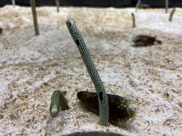 すみだ水族館に投稿された画像（2020/8/7）