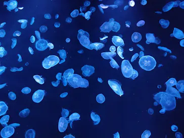 すみだ水族館に投稿された画像（2020/8/7）