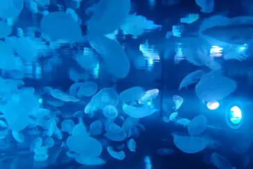 すみだ水族館に投稿された画像（2020/8/7）