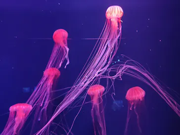 すみだ水族館に投稿された画像（2020/8/7）