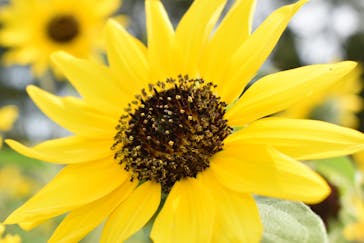 成田ゆめ牧場に投稿された画像（2020/8/7）