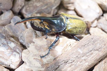 としまえんに投稿された画像（2020/8/7）