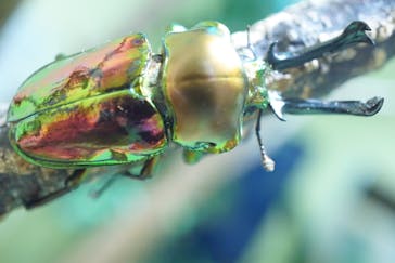 としまえんに投稿された画像（2020/8/7）