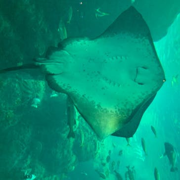 新江ノ島水族館に投稿された画像（2020/8/7）