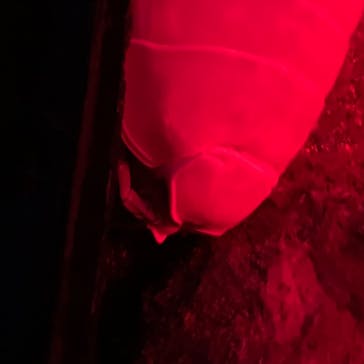 新江ノ島水族館に投稿された画像（2020/8/7）