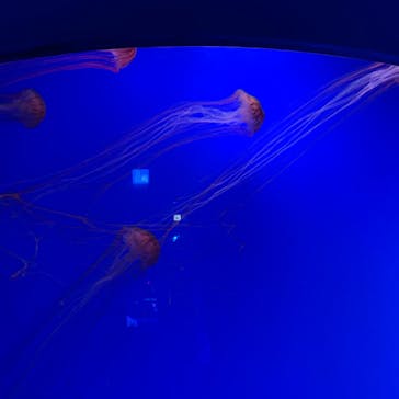 新江ノ島水族館に投稿された画像（2020/8/7）