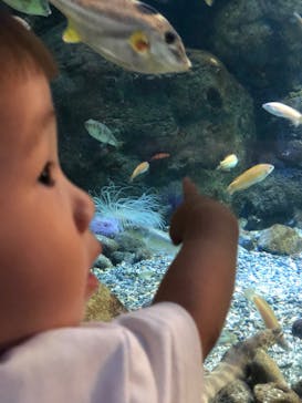 新江ノ島水族館に投稿された画像（2020/8/8）