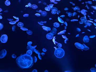 すみだ水族館に投稿された画像（2020/8/8）