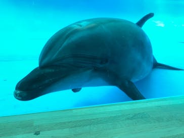アクアワールド茨城県大洗水族館に投稿された画像（2020/8/8）