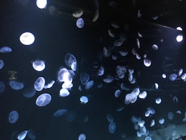 サンシャイン水族館に投稿された画像（2020/8/8）