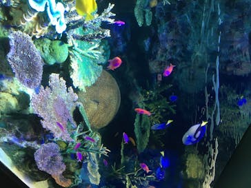 サンシャイン水族館に投稿された画像（2020/8/8）