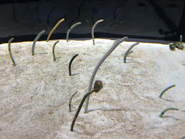 すみだ水族館に投稿された画像（2020/8/8）