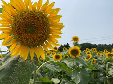 成田ゆめ牧場に投稿された画像（2020/8/8）